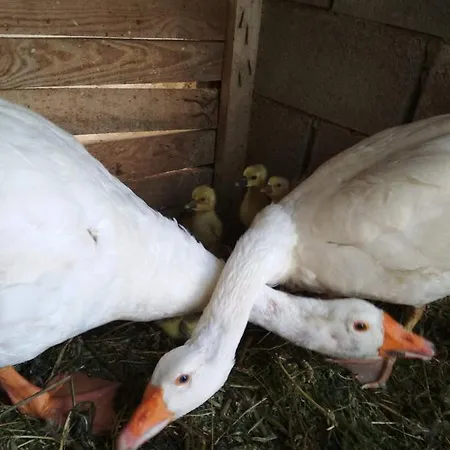 αγροτικό σπίτι Agrikia *