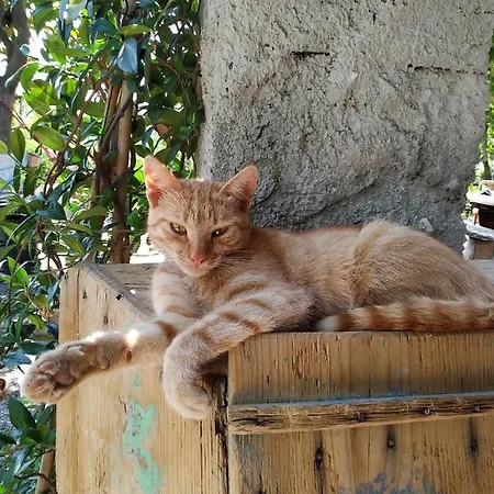 αγροτικό σπίτι Agrikia *