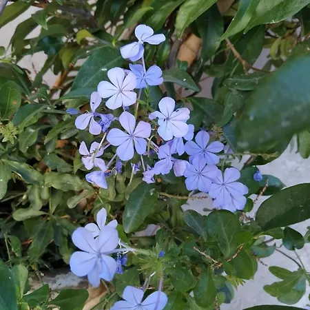 Holiday home αγροτικό σπίτι Agrikia *