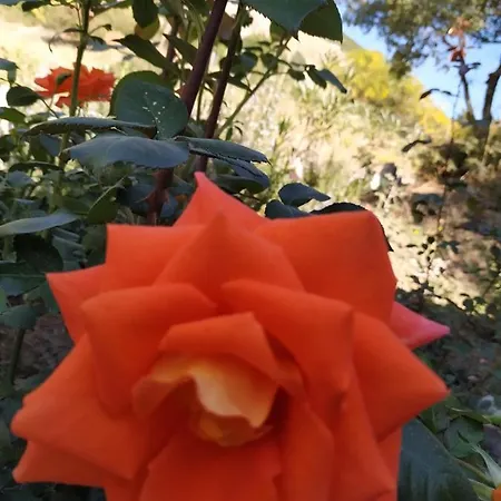 αγροτικό σπίτι Agrikia Arachova