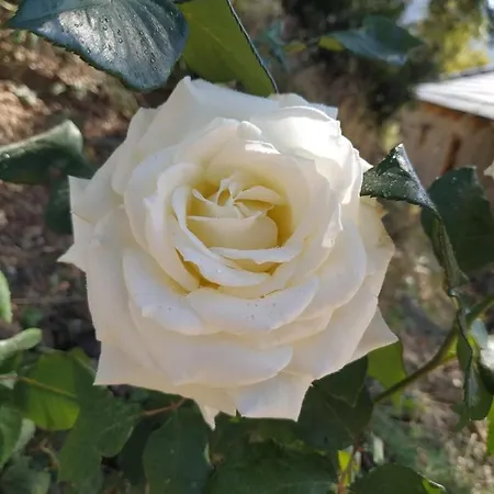 αγροτικό σπίτι Agrikia Holiday home Arachova