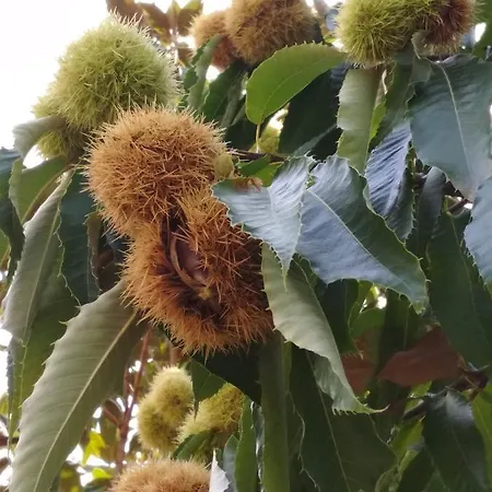 αγροτικό σπίτι Agrikia