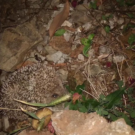 αγροτικό σπίτι Agrikia *