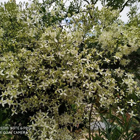 αγροτικό σπίτι Agrikia Arachova