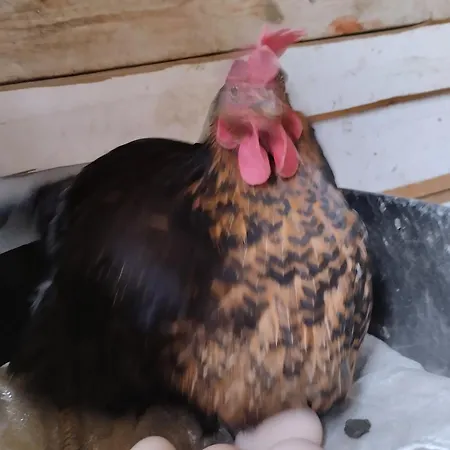 αγροτικό σπίτι Agrikia Arachova