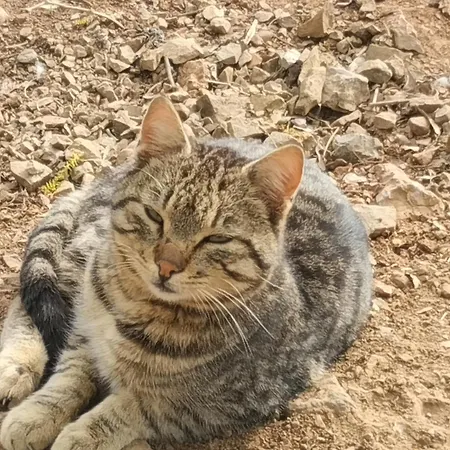 Casa vacanze αγροτικό σπίτι Agrikia Arachova
