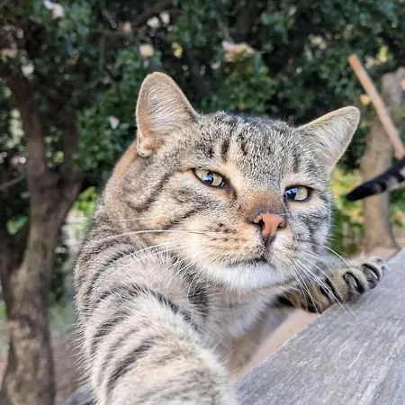 度假居 αγροτικό σπίτι Agrikia με θέα στο βουνό πάρκινγκ και δωρεάν Wifi 阿拉霍瓦